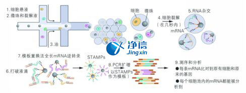中國人自己的微流控單細胞測序儀來了！_微流控Drop-seq