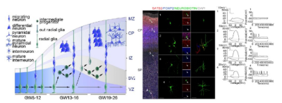 Nature：人腦前額葉發育的單細胞圖譜_單細胞轉錄組測序