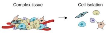一個復雜的組織被分解成單個細胞。DROP-SEQ