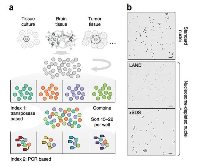 不使用微流控如何實現高通量測序單細胞基因組?