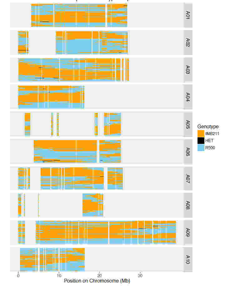 使用RNA-seq進行基因組支架放置,校正裝配和遺傳圖譜創建